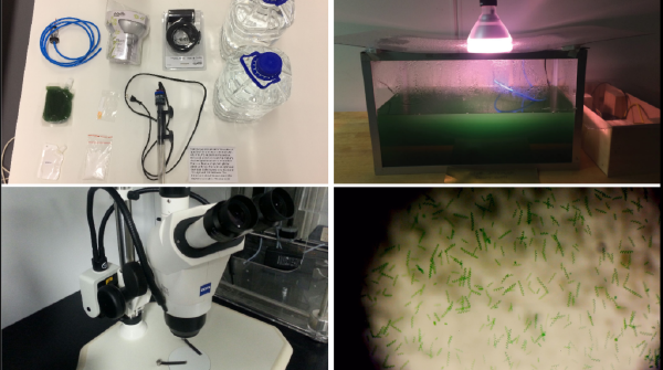 Cultivating spirulina and microscopic images